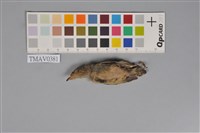 藏品(紅胸啄花鳥)的圖片